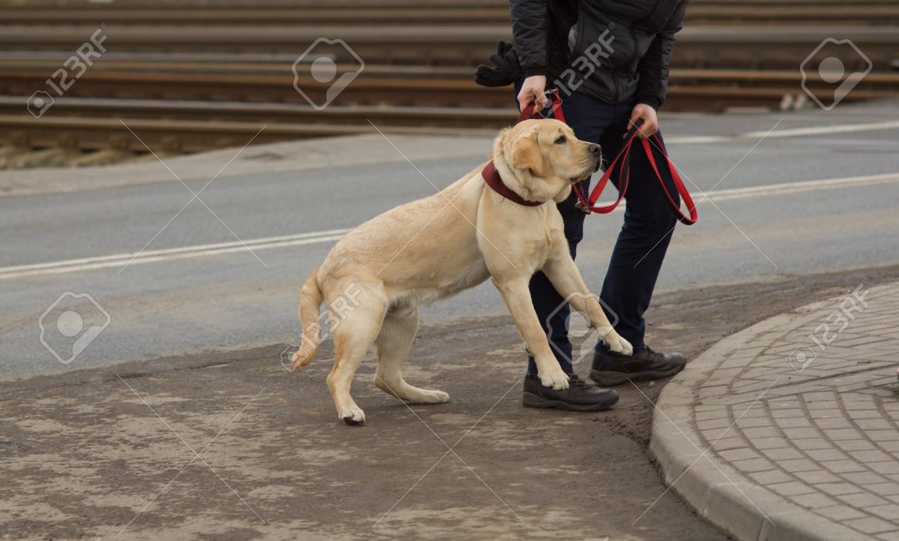 pet obedience school