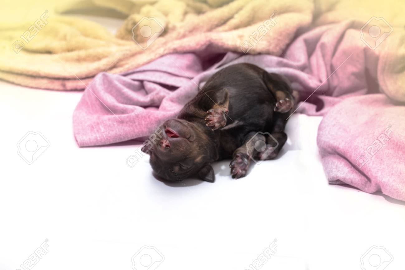 black lab newborn puppies