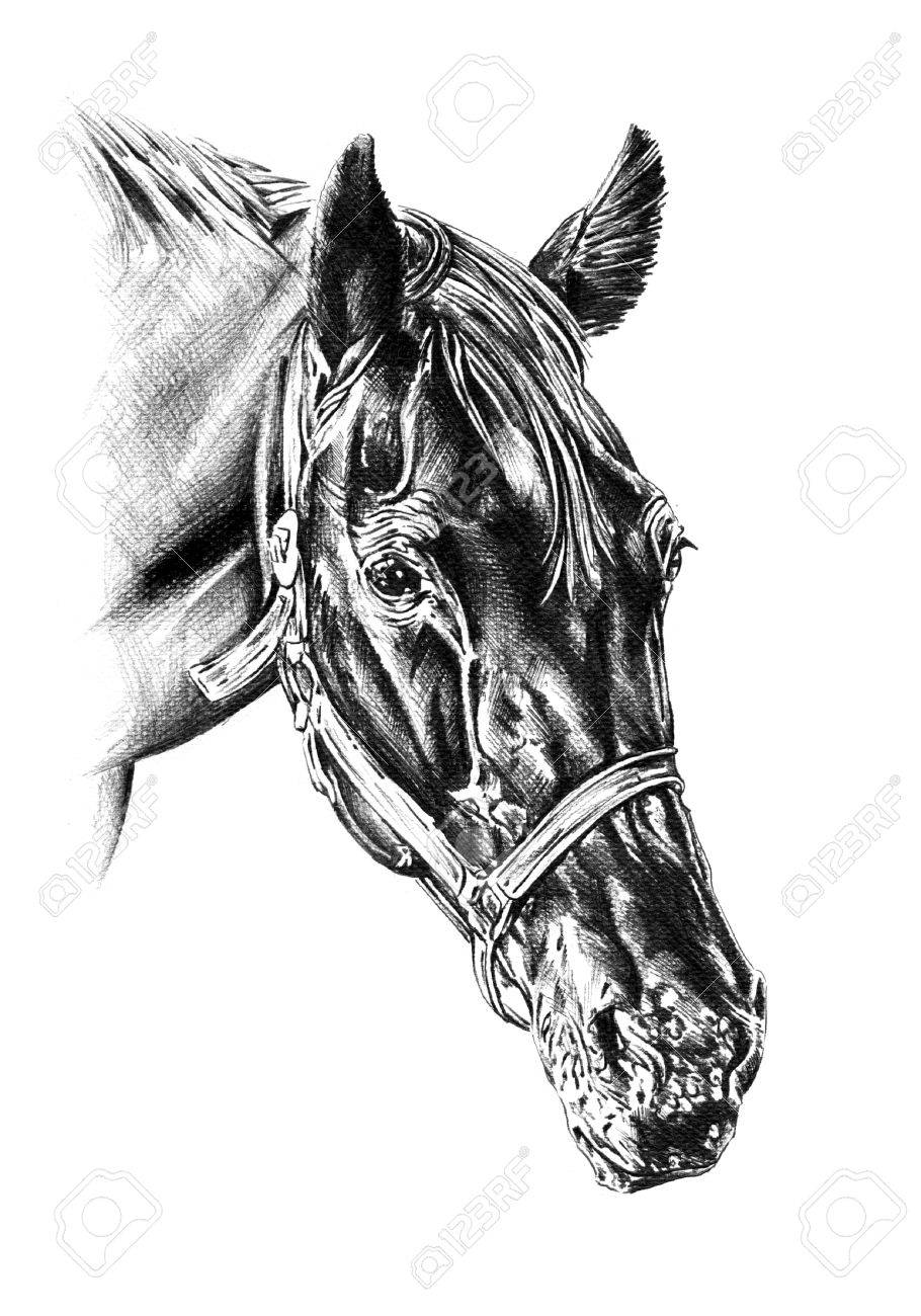 いるか | 色鉛筆で馬を描きました🐎 世界一イケメンと称えられる