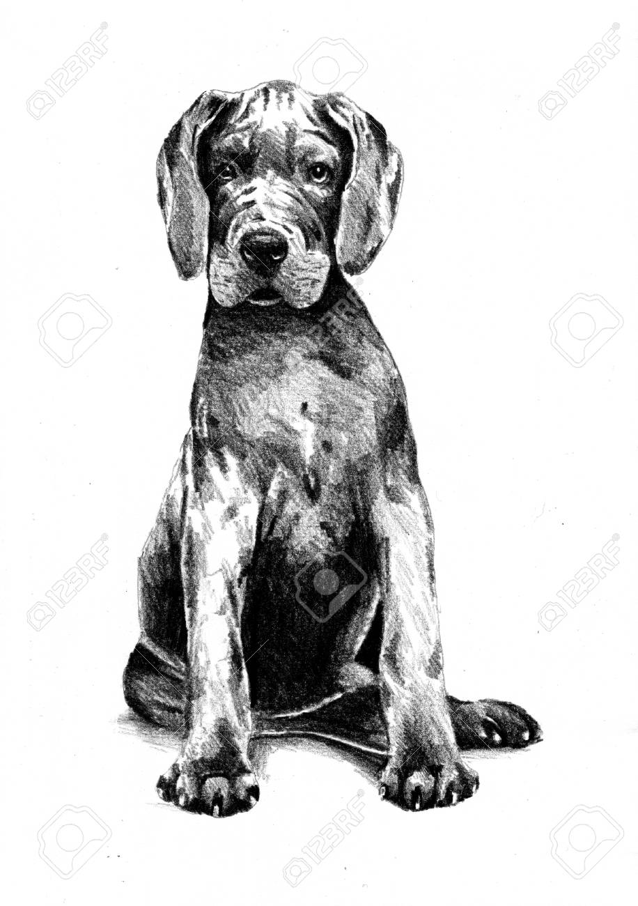 面白い犬 アート イラスト の写真素材 画像素材 Image