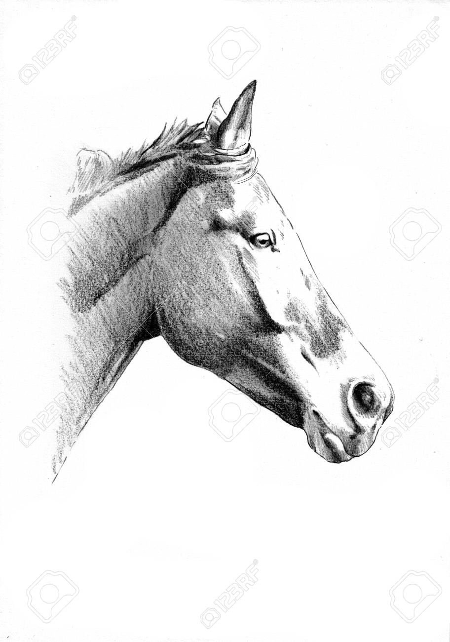 Freehand Horse Head Pencil Drawing Stock Photo Picture And Royalty Freehand Horse Head Pencil Drawing Stock Photo Picture And Royalty