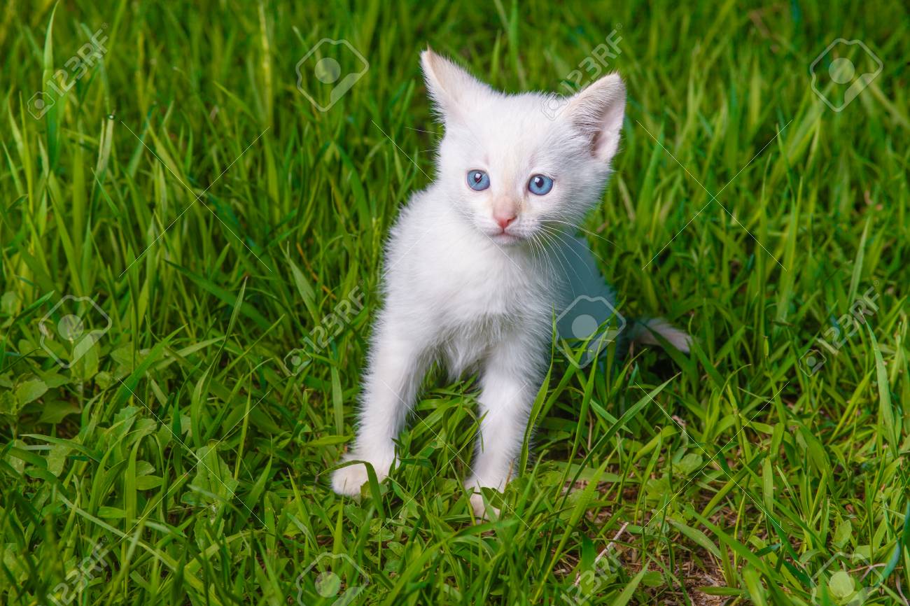 青い目 緑の草のペットの白い子猫かわいい猫 の写真素材 画像素材 Image 青い目 緑の草のペットの白い子猫かわいい猫 の写真素材 画像素材 Image