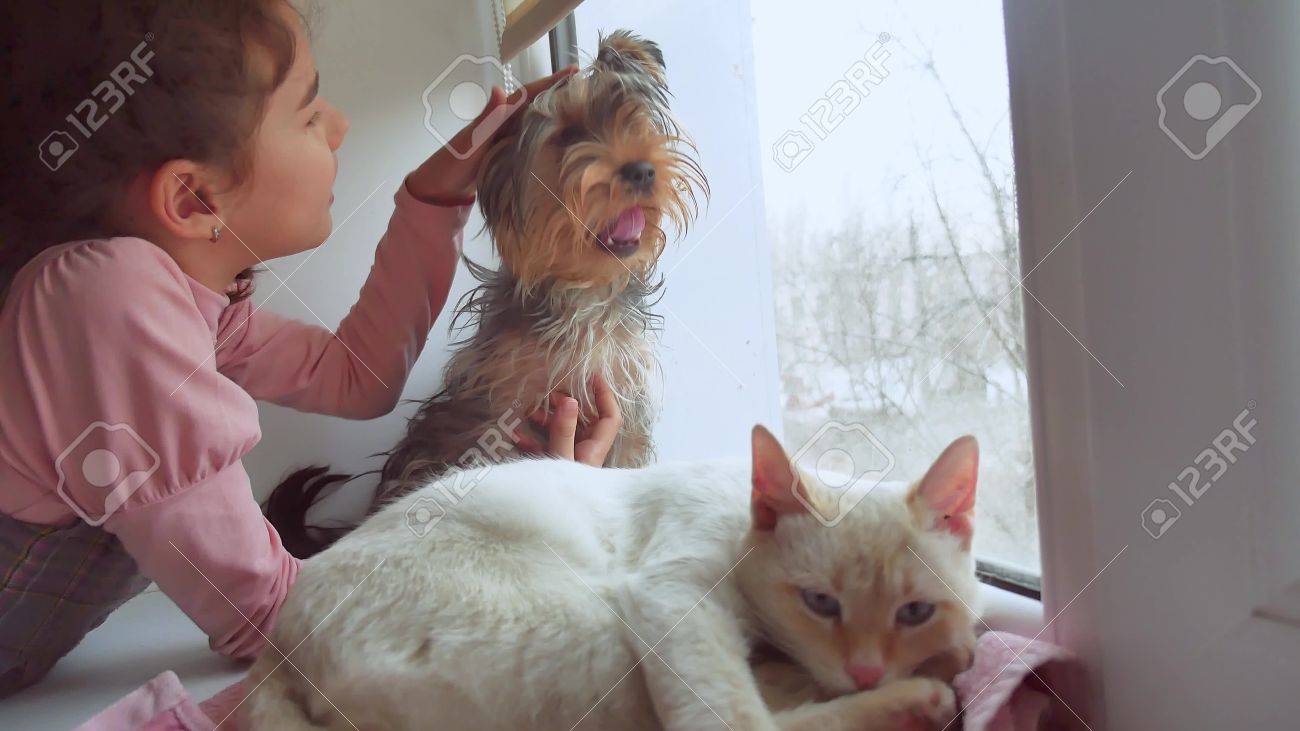 Girl Teen And Pets Chat Et Chien Regardant Dehors La Fenetre Le Chat Dort Banque D Images Et Photos Libres De Droits Image