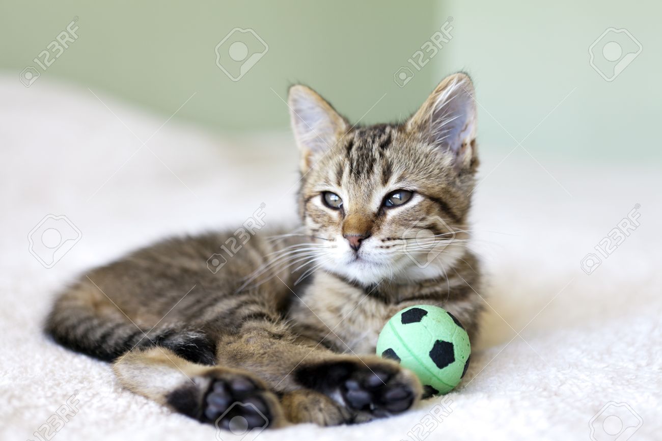 cat soccer ball