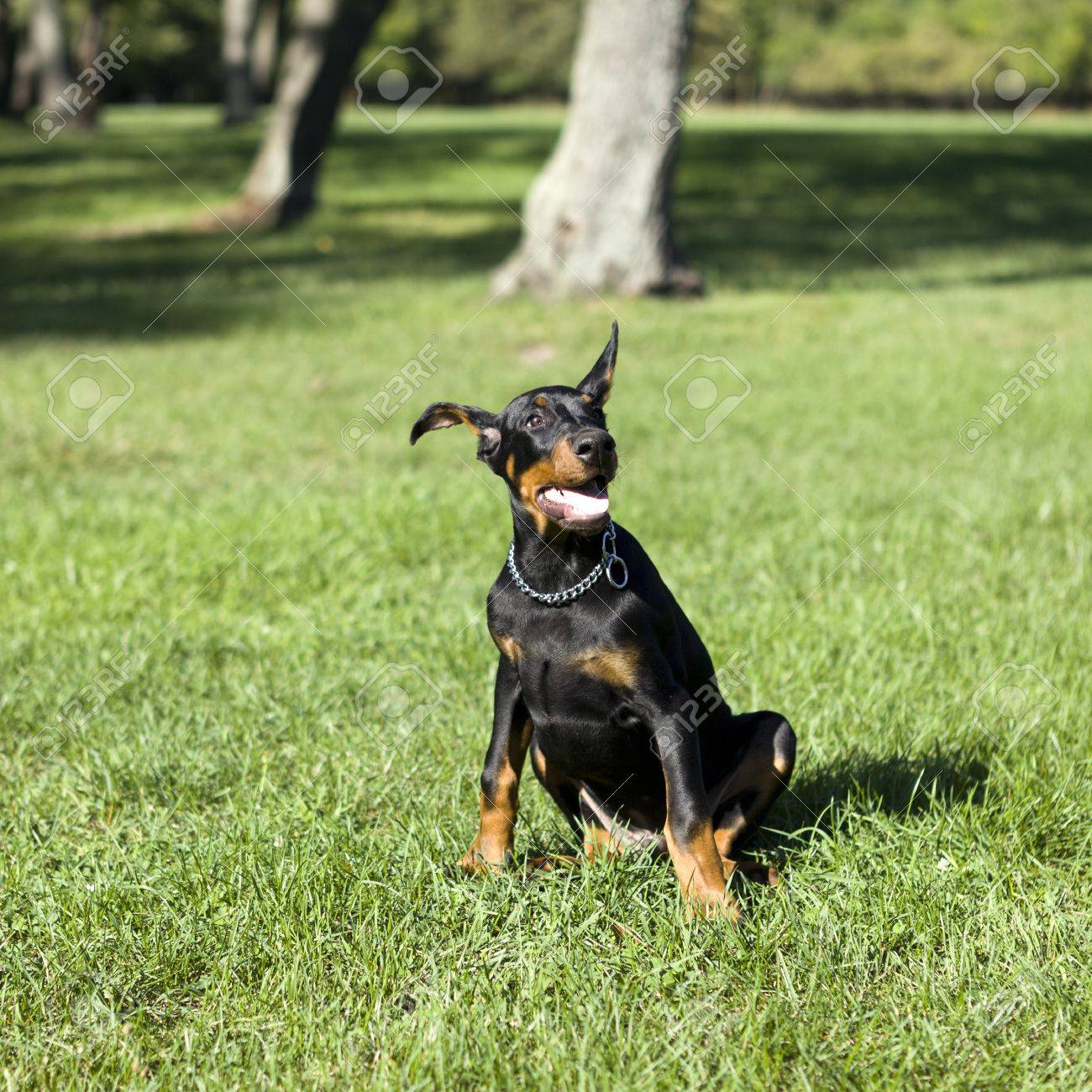 small doberman