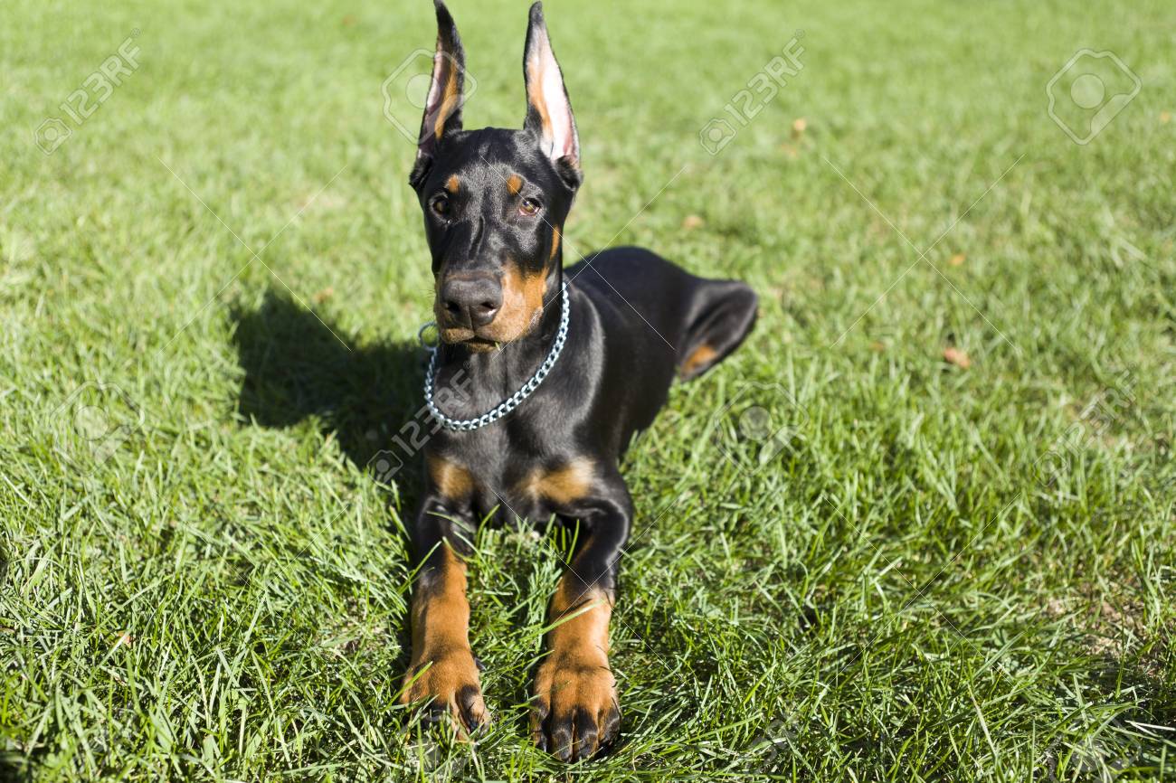 doberman small size