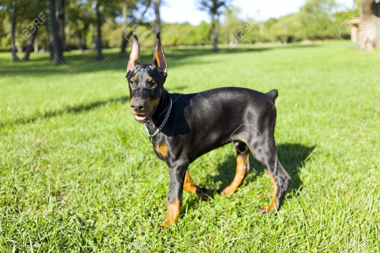 small doberman