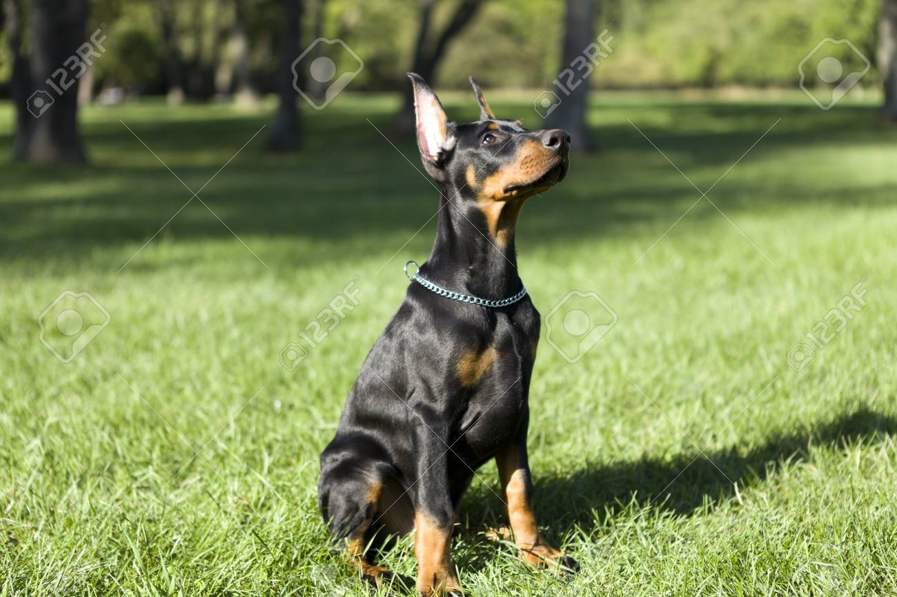 doberman small size