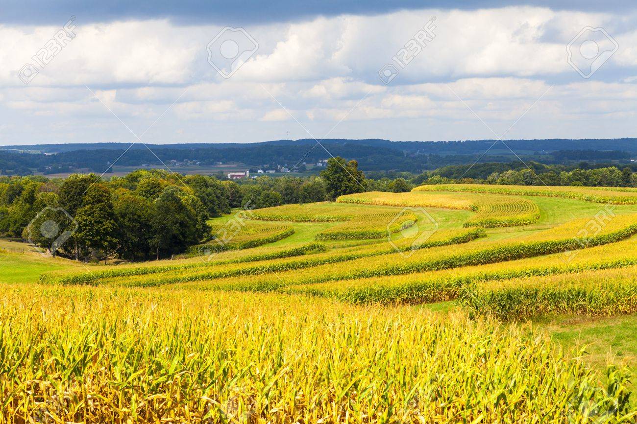 7x5フィート コーンフィールド背景 秋のグリーントウモロコシ畑 トウモロコシの茎 田舎のトウモロコシ農場 収穫 秋の風景背景 秋の トウモロコシ畑のデジタル背景  秋の写真合成小麦の背景 金黄色の畑 デジタルトウモロコシの小道フィールド PNG オーバーレイ 透明 - Etsy 日本, image size:1300x866