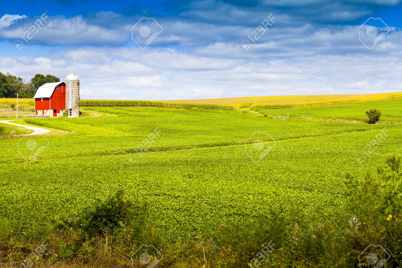 7x5フィート コーンフィールド背景 秋のグリーントウモロコシ畑 トウモロコシの茎 田舎のトウモロコシ農場 収穫 秋の風景背景 秋の  空中ビューフィールド自然農業農場の背景、緑色のさまざまなトウモロコシ作物の道路農業区画を上から見たトウモロコシ畑の上面図 ..., image size:1300x866