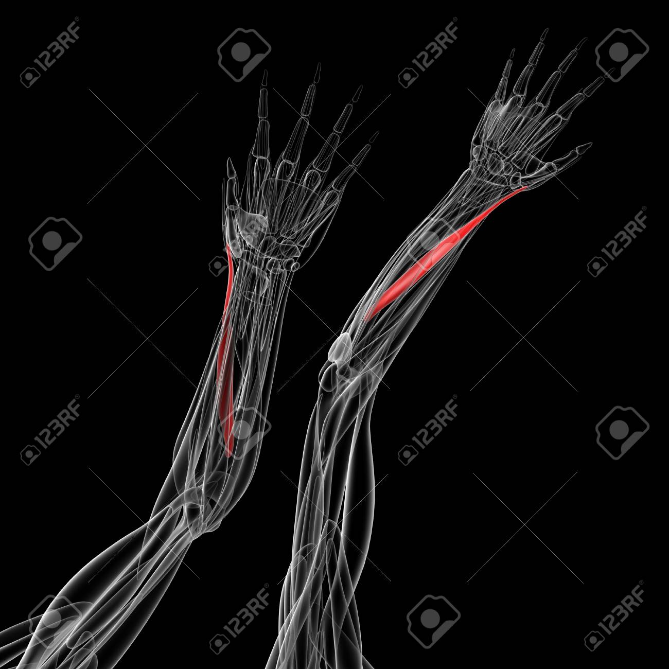 medical illustration of the abductor pollicis longus stock photo