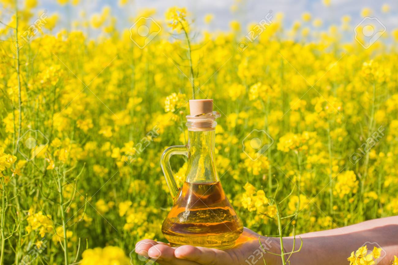 Rapeseed Oil Canola In Rape Field Stock Photo Picture And Royalty Free Image Image 82498861