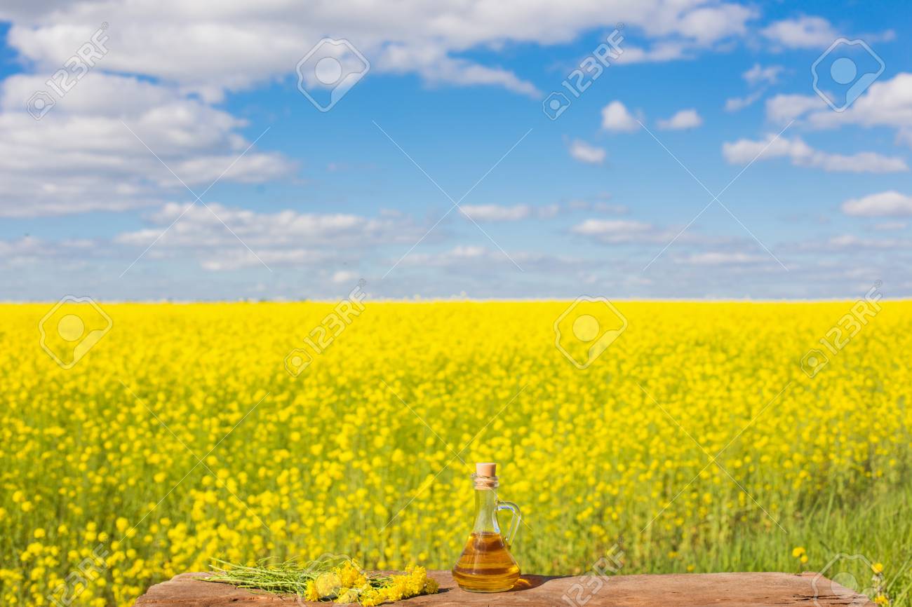 Rapsöl Auf Holztisch Auf Dem Gebiet Lizenzfreie Fotos Rapsöl Auf Holztisch Auf Dem Gebiet Lizenzfreie Fotos