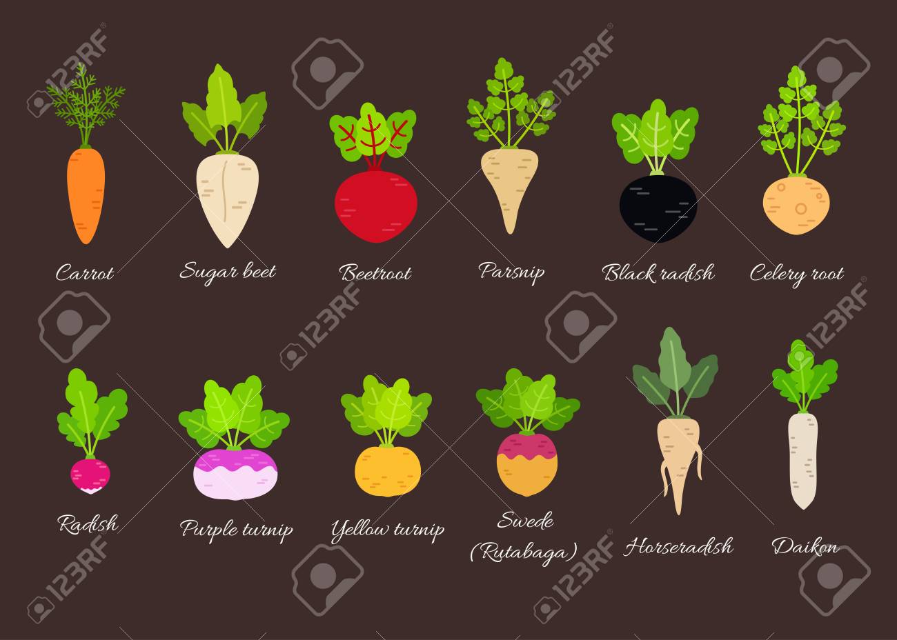 Collection Of Different Root Vegetables With Titles Vector Illustration Royalty Free Cliparts Vectors And Stock Illustration Image 108996700