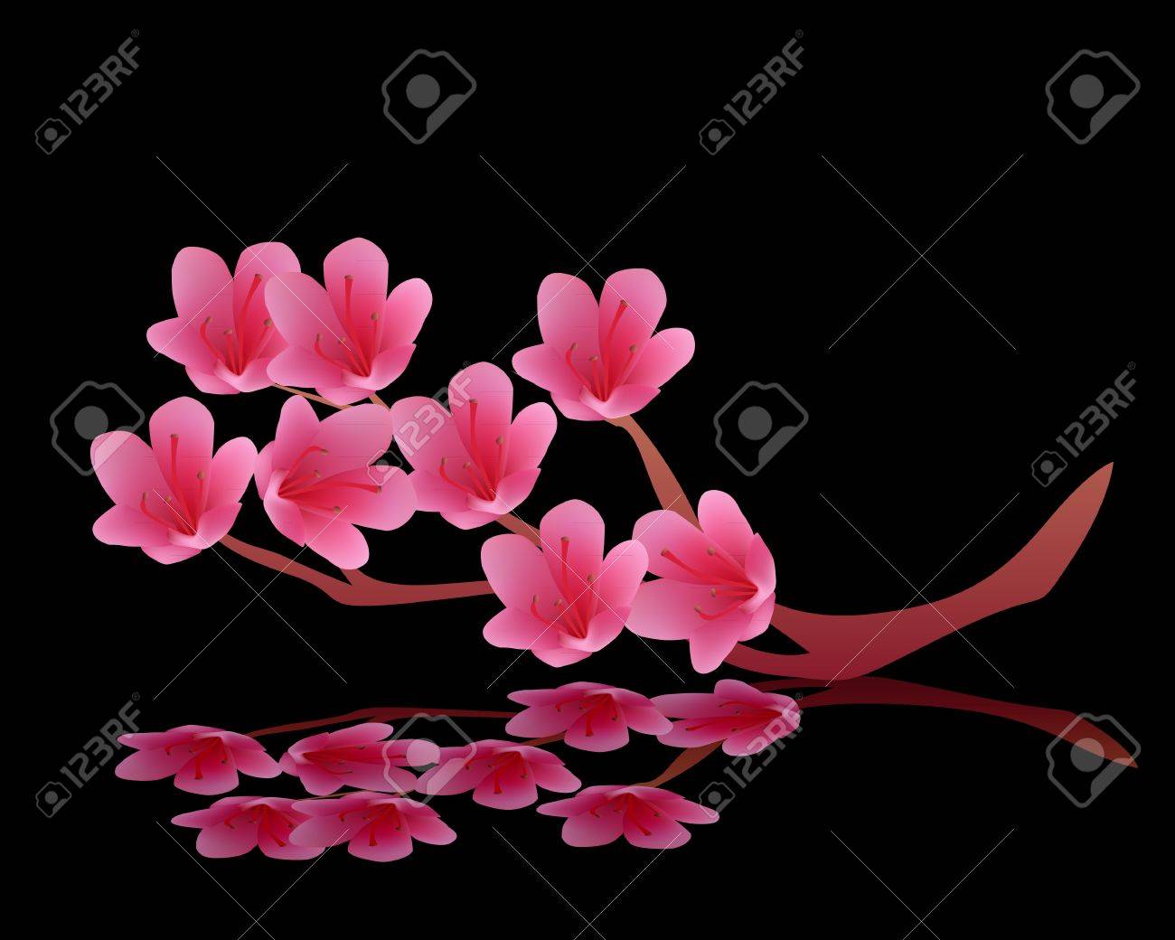 Flowering Buds Of Pink Cherry Blossoms On A Black Background