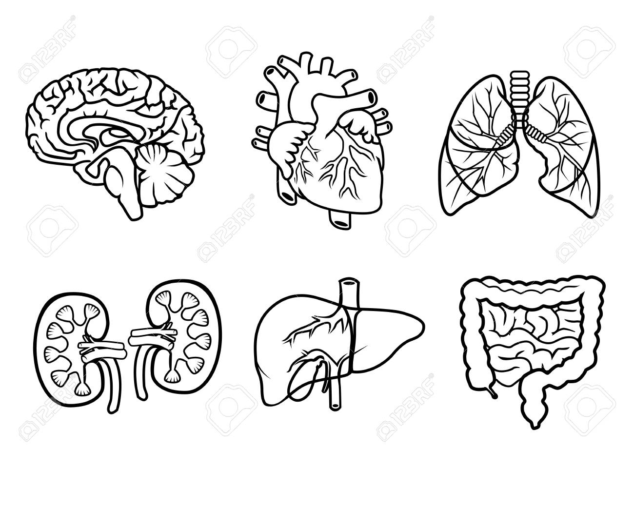 Vector Black And White Icons Of Anatomical Organs Royalty Free Cliparts Vectors And Stock Illustration Image 43355362