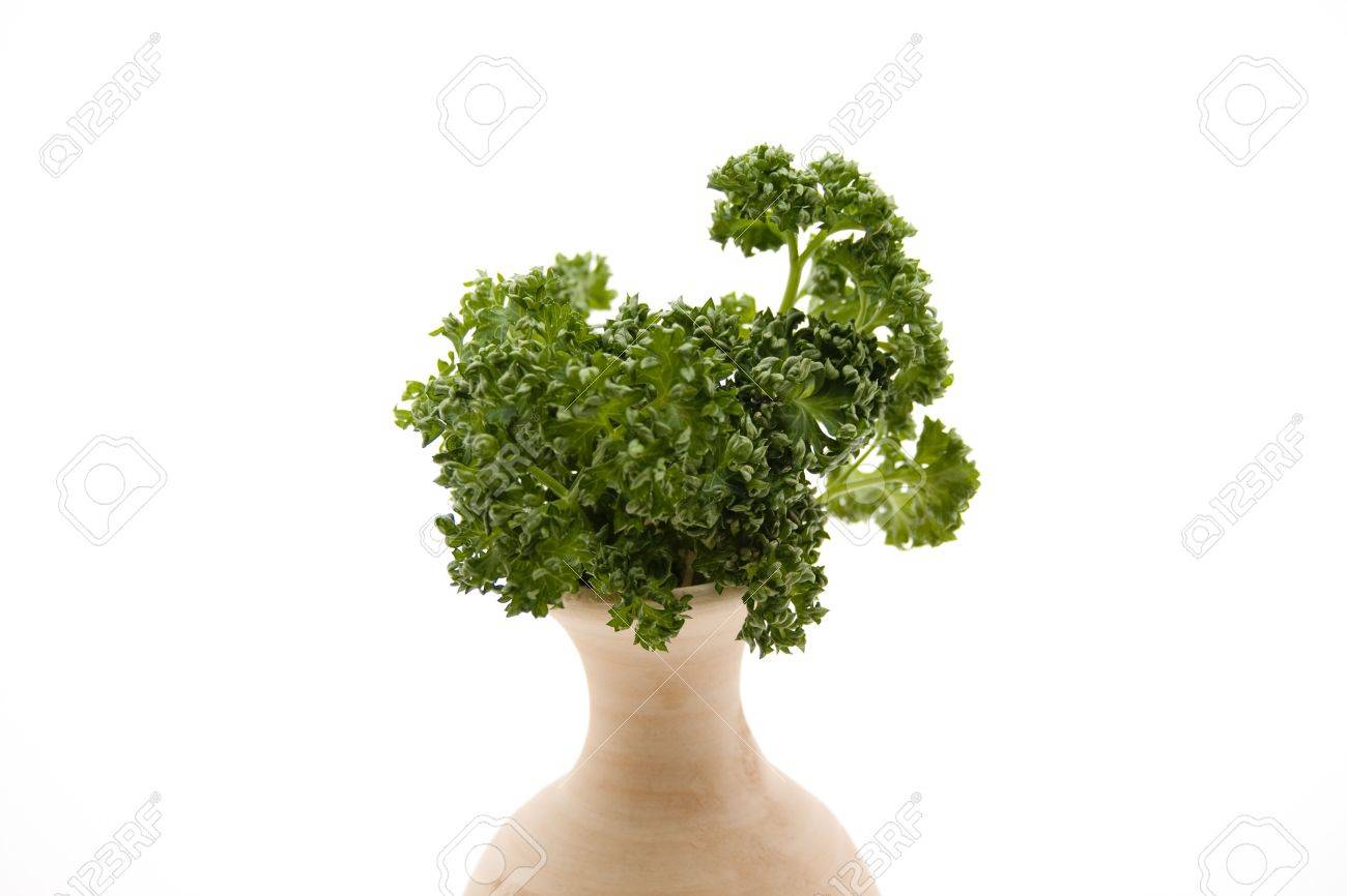 石の花瓶にパセリ の写真素材 画像素材 Image 石の花瓶にパセリ の写真素材 画像素材 Image