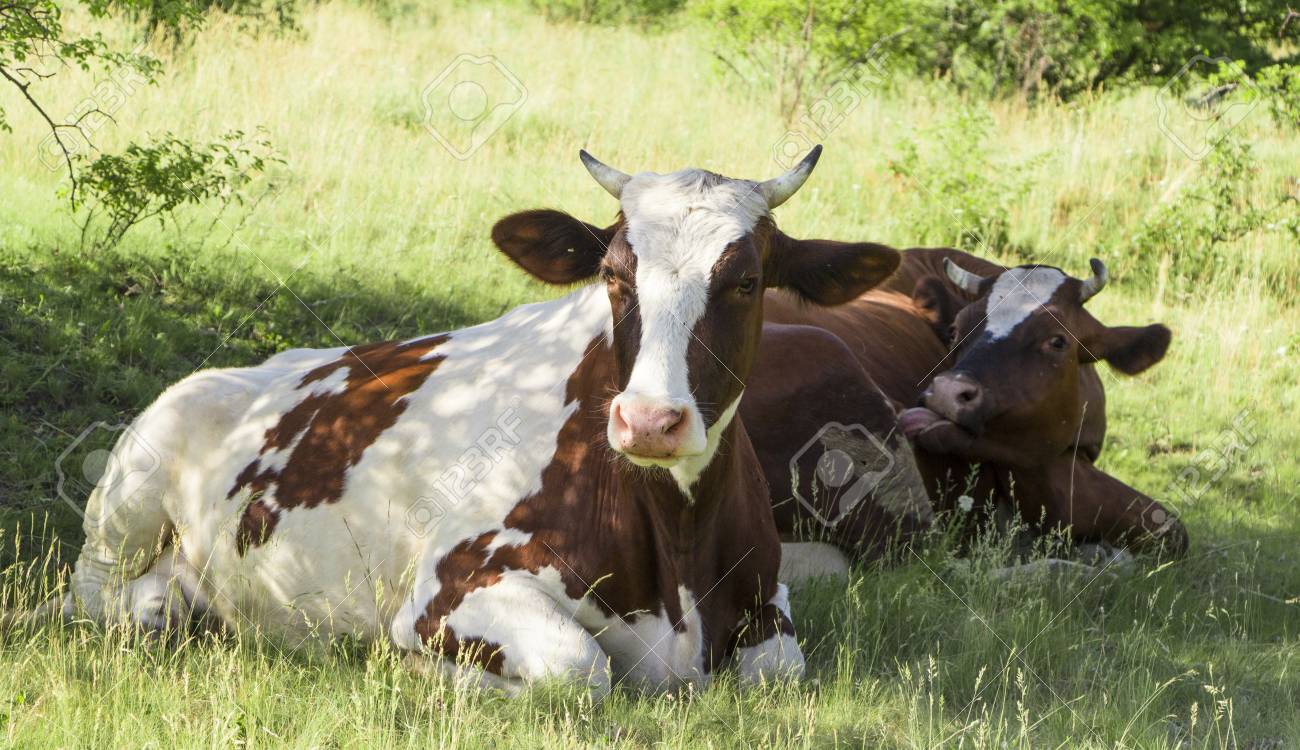 Una Vaca Pastando En Un Prado Verde En Un Dia Soleado De Verano Claro Fotos Retratos Imagenes Y Fotografia De Archivo Libres De Derecho Image 91011378