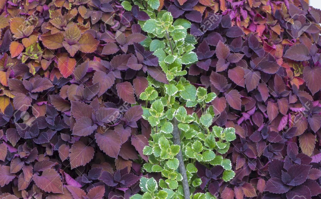 スウェーデンのツタや装飾ミント 風景デザインの植物の使用クローズアップ の写真素材 画像素材 Image