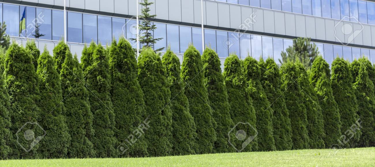 常緑植物から農村フェンスヘッジの断片トゥジャ の写真素材 画像素材 Image