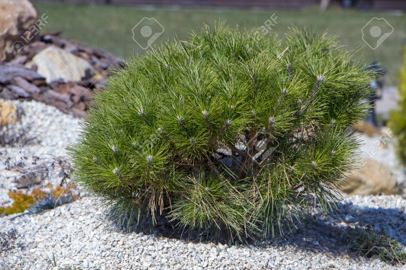 Pumilio mountain pine: planting and care, features of growing and breeding 31 Pumilio mountain pine: planting and care, features of growing and breeding 79