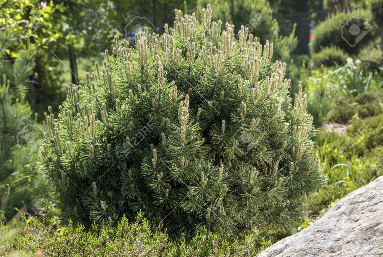 Pumilio mountain pine: planting and care, features of growing and breeding 13 Pumilio mountain pine: planting and care, features of growing and breeding 10