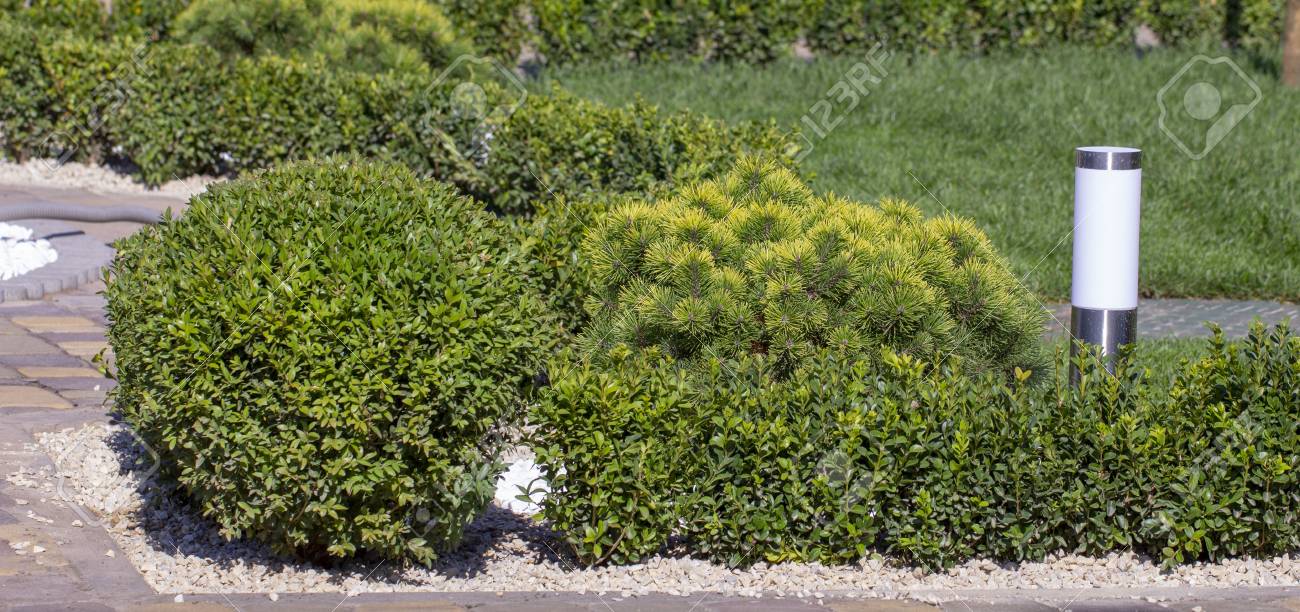 植物と芝生 ボックスウッド 常緑の葉植物がクローズアップ の写真素材 画像素材 Image