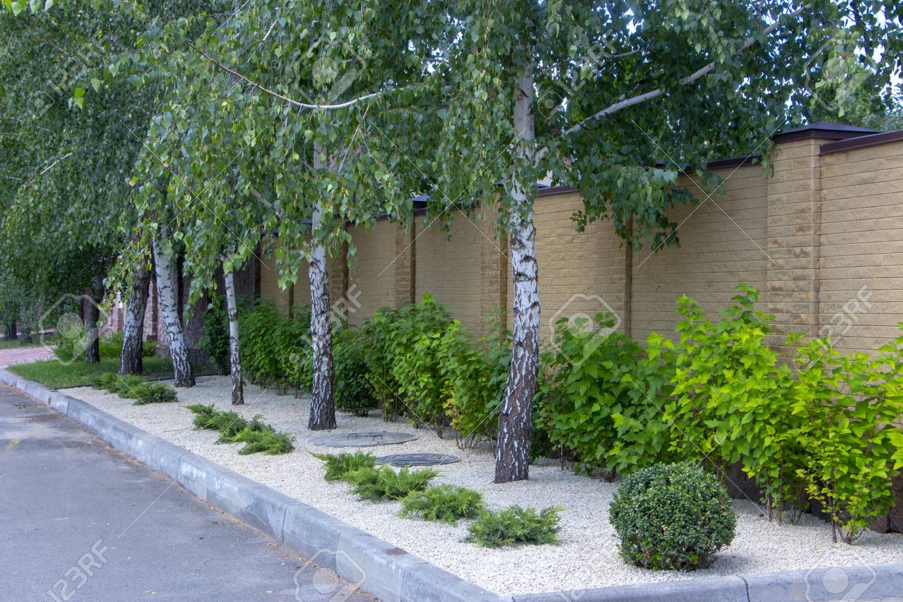 Modern garden design Coniferous plants in the garden. Modern garden design Coniferous plants in the garden.