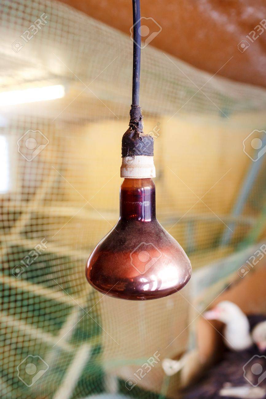 Infrared Light For Additional Heating Of Poultry In A Chicken