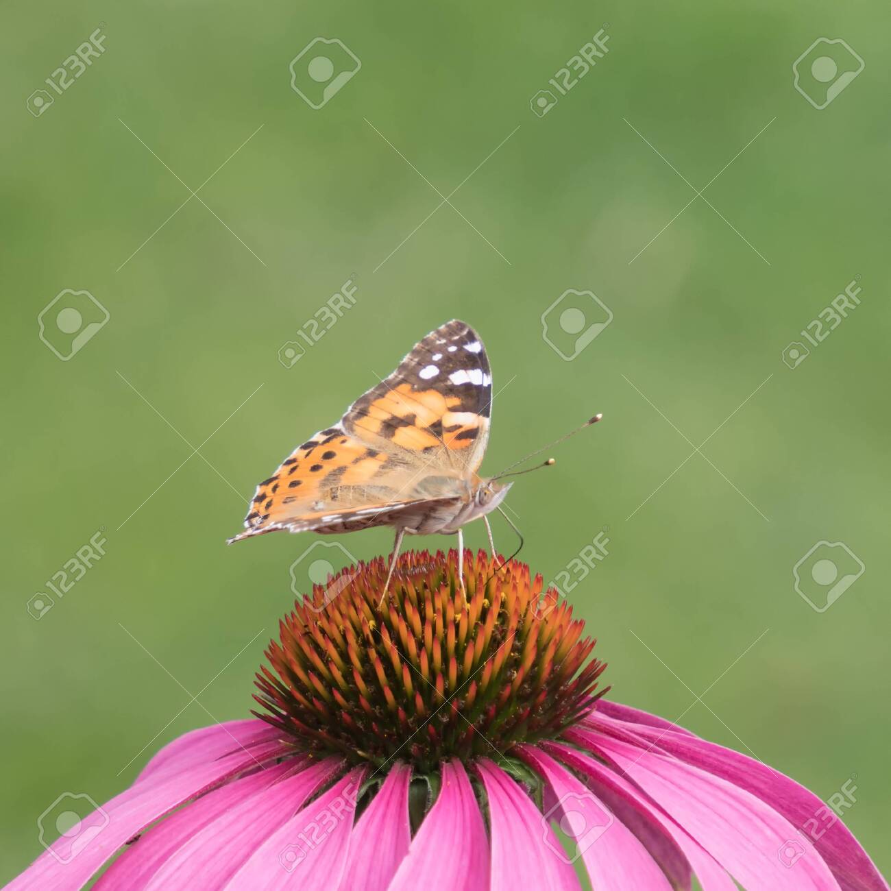 close-up of a painted lady (Vanessa cardui) on the blossom of a coneflower - 146409526 close-up of a painted lady (Vanessa cardui) on the blossom of a coneflower - 146409526