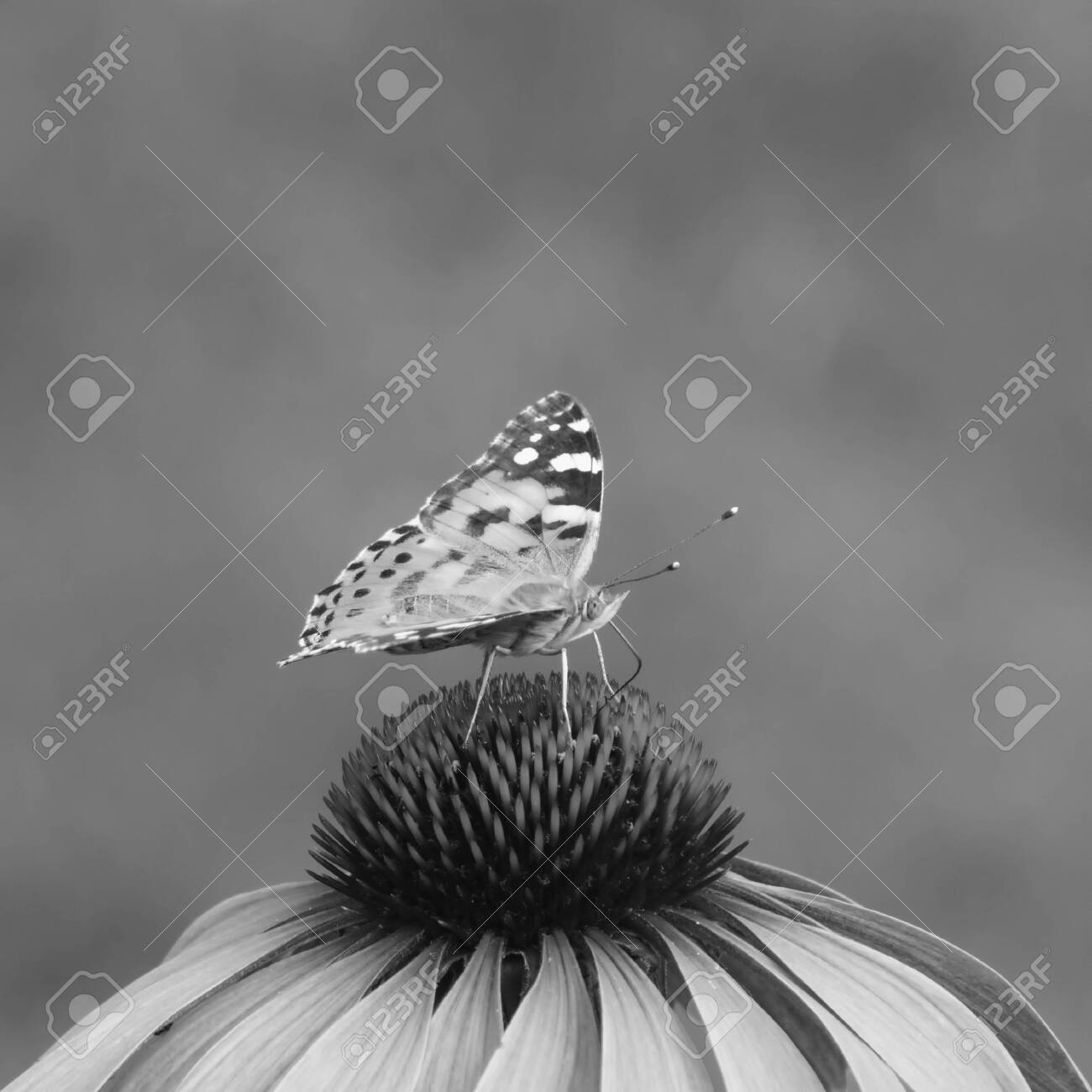 close-up of a painted lady (Vanessa cardui) on the blossom of a coneflower, monochrome image - 148032648 close-up of a painted lady (Vanessa cardui) on the blossom of a coneflower, monochrome image - 148032648