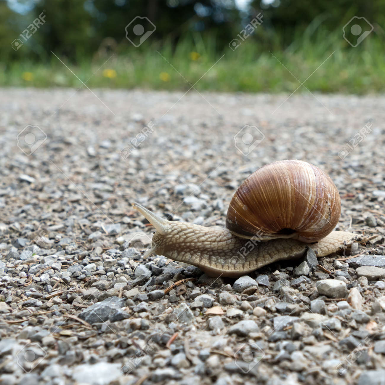 Close-up of an edible snail, helix pomatia - 156533157 Close-up of an edible snail, helix pomatia - 156533157