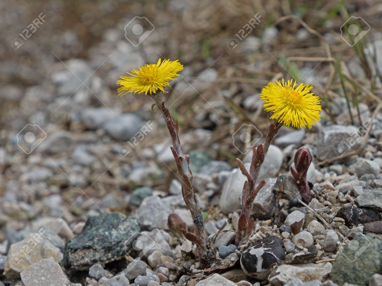 close-up of the blossoms of a coltsfoot, Tussilago farfara - 156533164 close-up of the blossoms of a coltsfoot, Tussilago farfara - 156533164