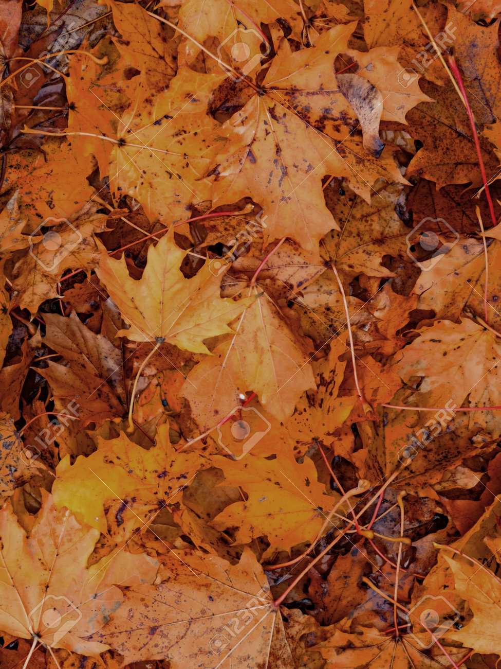 Colorful seasonal autumn background pattern, carpet of fallen maple leaves. - 163004254 Colorful seasonal autumn background pattern, carpet of fallen maple leaves. - 163004254