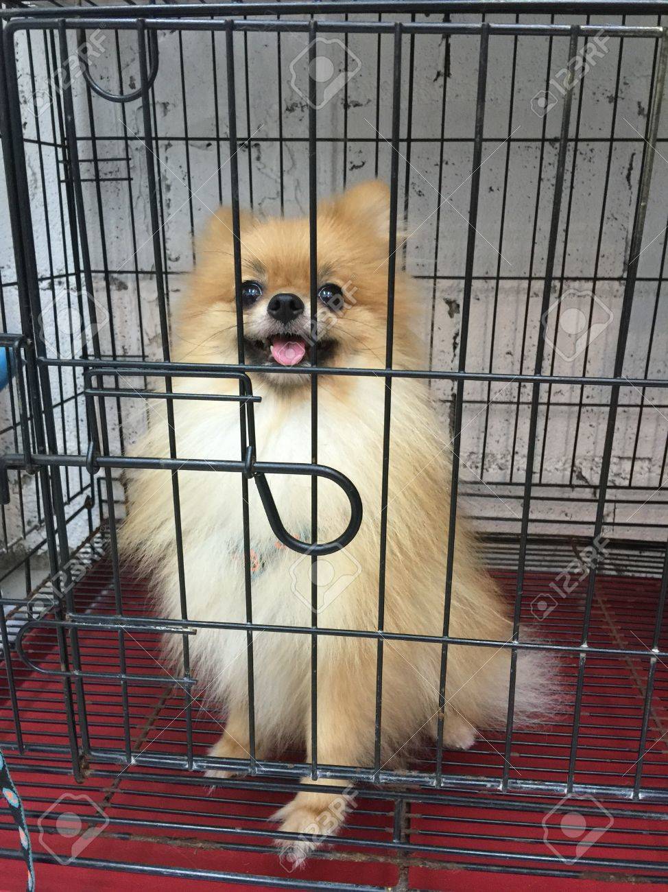 symptoms of bite dog