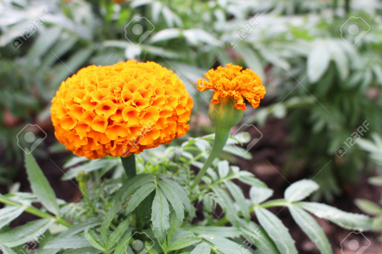 背景のための庭のマリーゴールドの花と緑の葉の背景の選択的な焦点美しいオレンジ色 の写真素材 画像素材 Image