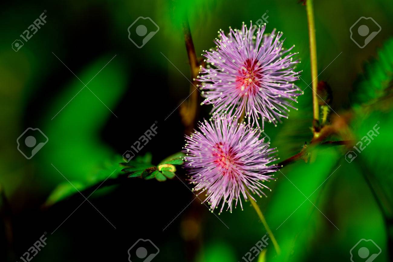 オジギソウ 眠そうな植物の頭花 の写真素材 画像素材 Image