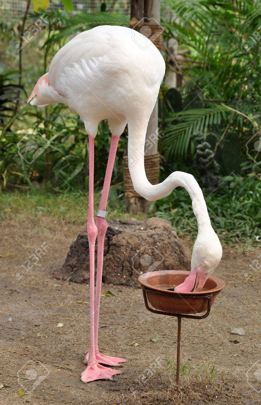 フラミンゴは しばしば 1 つの足に立つ 他の体の下に隠れています の写真素材 画像素材 Image