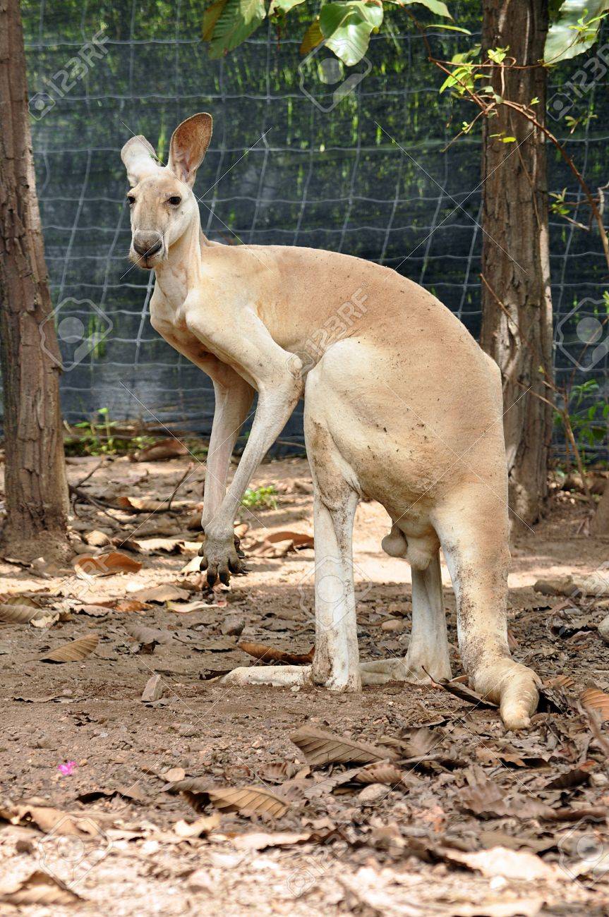Larger kangaroos have adapted much better to changes brought to the Australian landscape by humans and though many of their smaller cousins are endangered, they are plentiful. - 10666181 Larger kangaroos have adapted much better to changes brought to the Australian landscape by humans and though many of their smaller cousins are endangered, they are plentiful. - 10666181