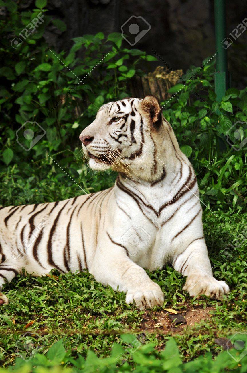 Hasta La Fecha Los Tigres Blancos Solo Se Conoce Han Sido De La