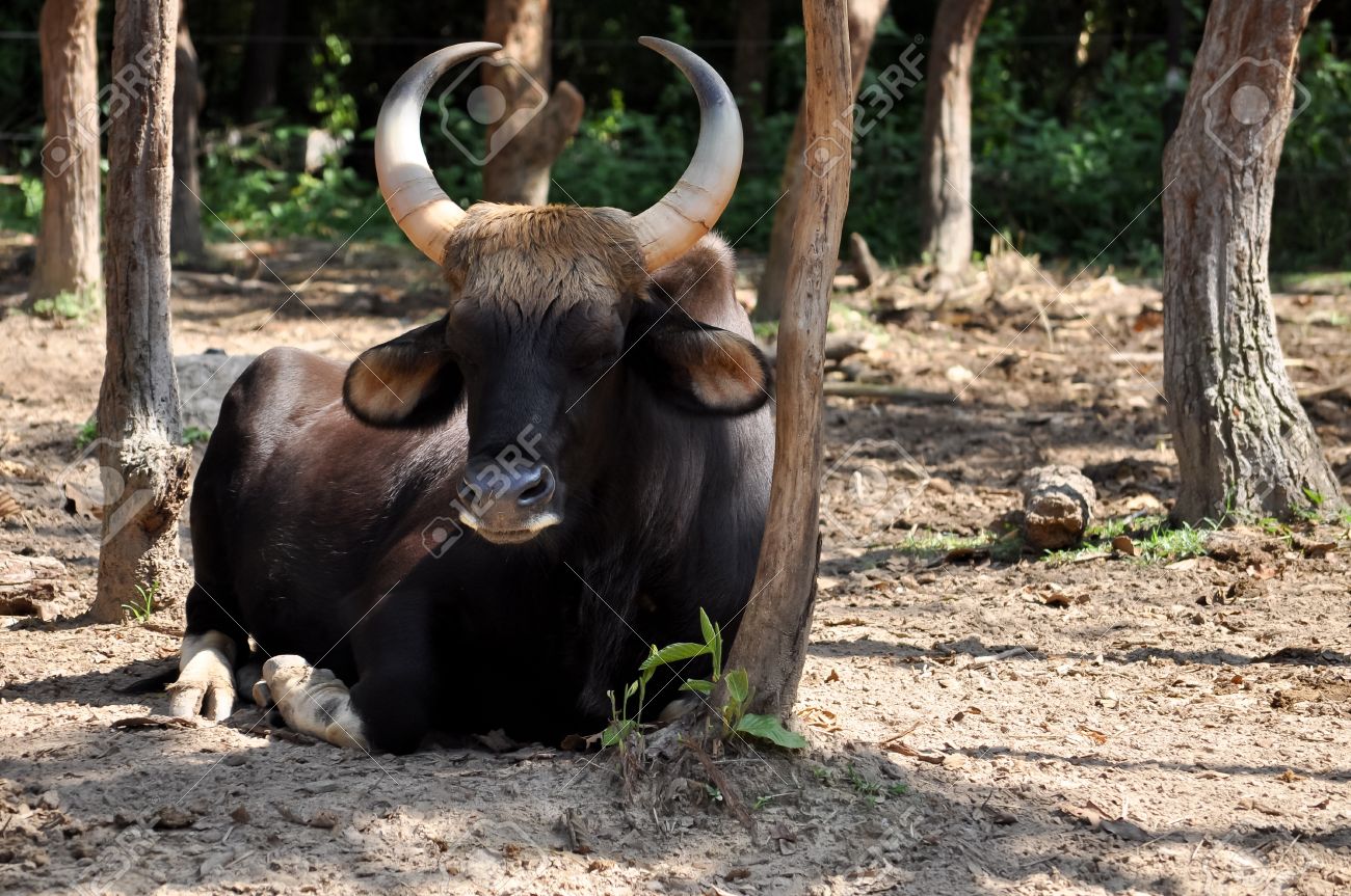 the gaur is the largest species of wild cattle bigger than the extinct aurochs size