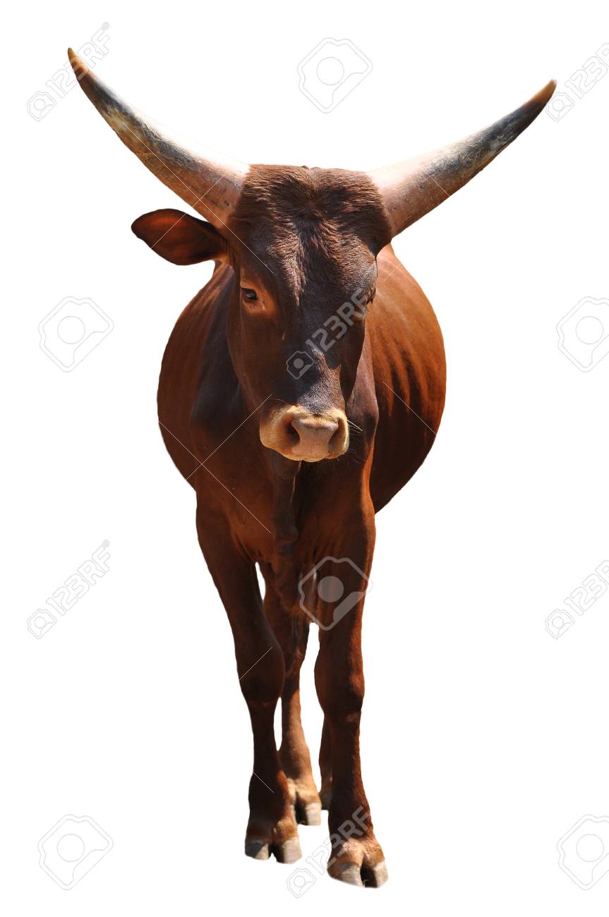 アンコーレ王国の牛は その大規模な独特の角で知られては アフリカへのネイティブです の写真素材 画像素材 Image