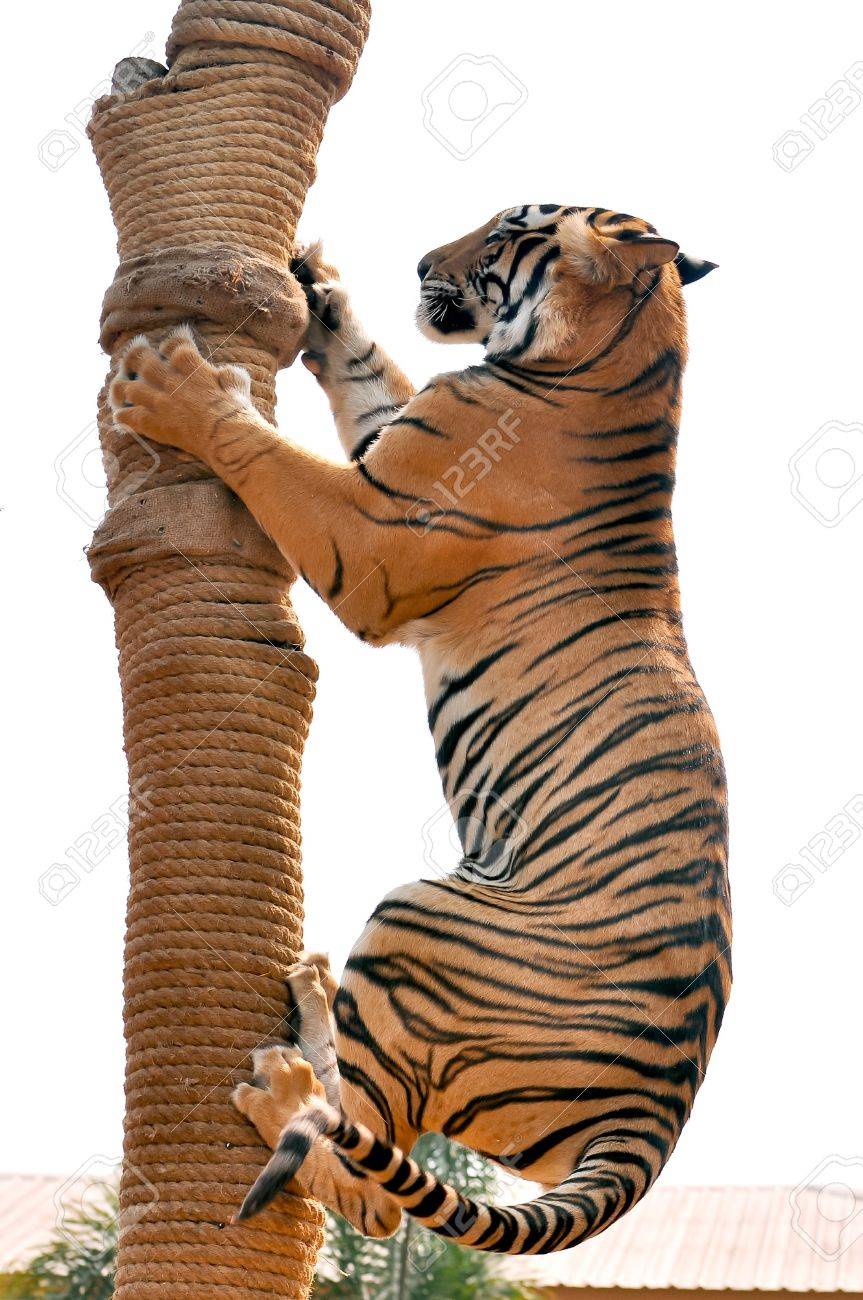Tigers, like children and dogs, can be taught to modify their behavior through the skilled application of reward and discipline. - 18731165 Tigers, like children and dogs, can be taught to modify their behavior through the skilled application of reward and discipline. - 18731165