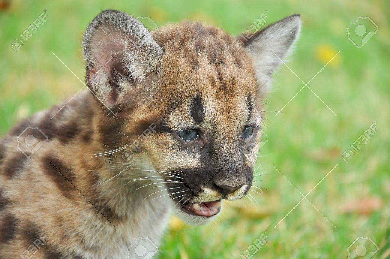 puma animal bébé