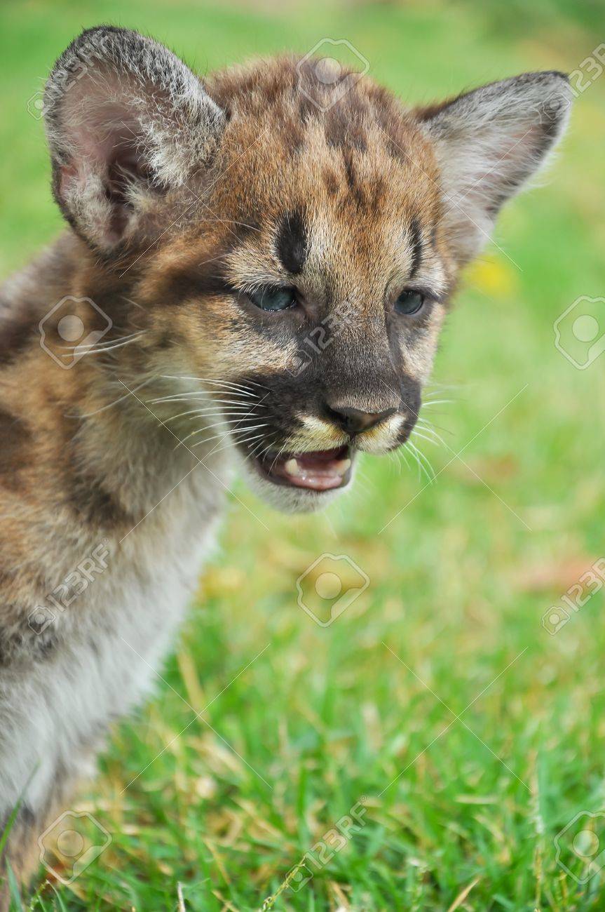 bambino puma bambino puma