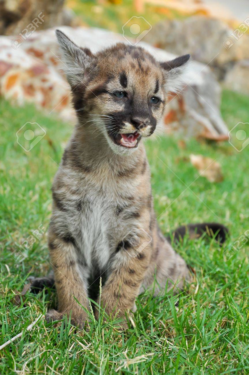 le bébé puma