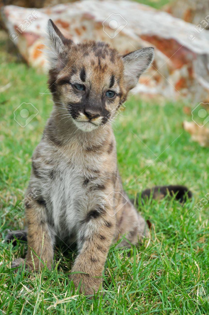 puma cat kitten