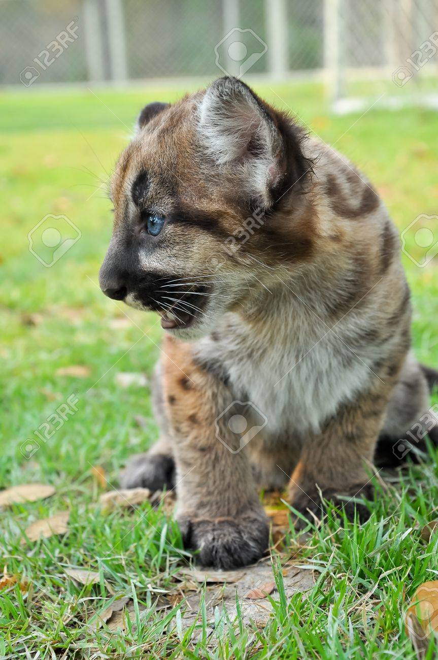 puma animal bébé