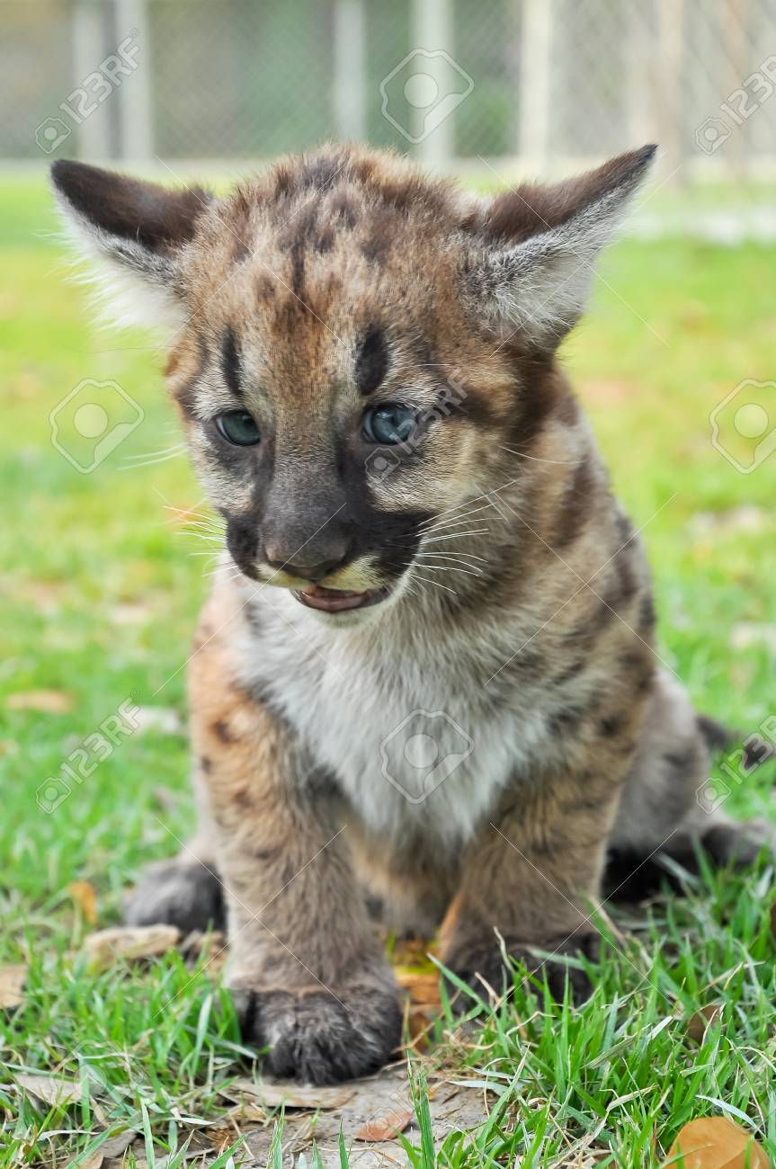 baby puma pictures