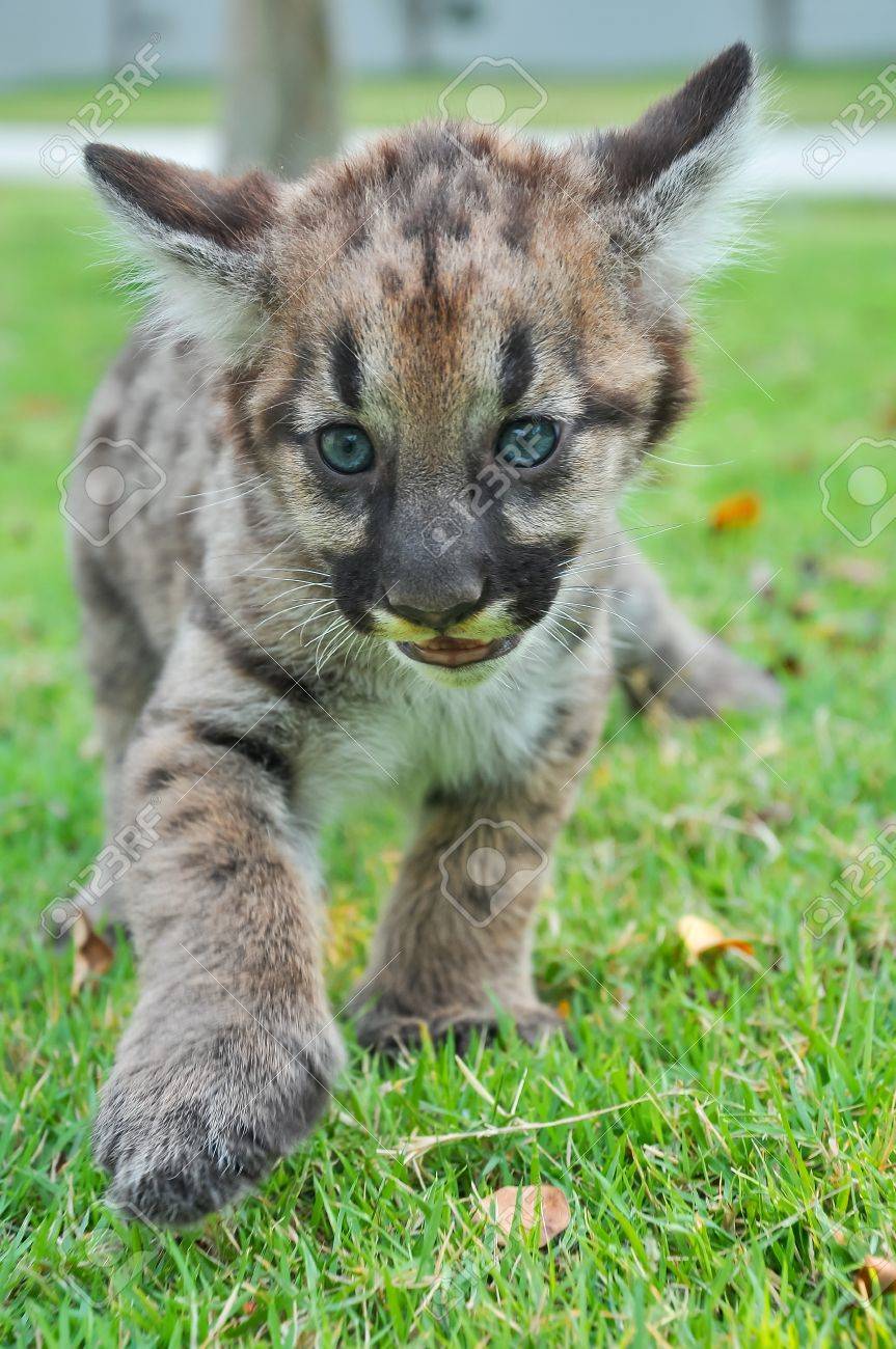 puma bébé